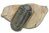 Detailed Phacopid (Morocops) Trilobite - Foum Zguid, Morocco #363134-3